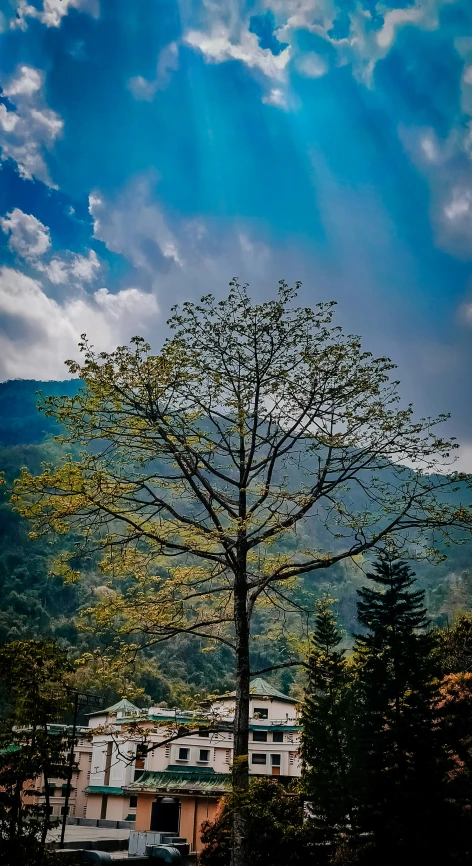 tree with buildings in background under cloudy blue sky