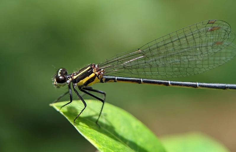 the large black and yellow dragonfly is perched on a leaf