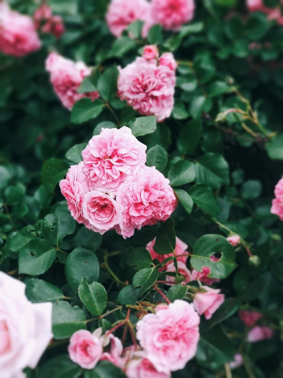 several pink roses in a garden with leaves