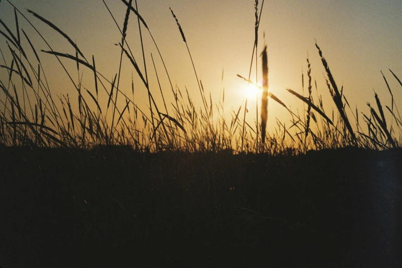 tall grass is silhouetted by the sun in the distance