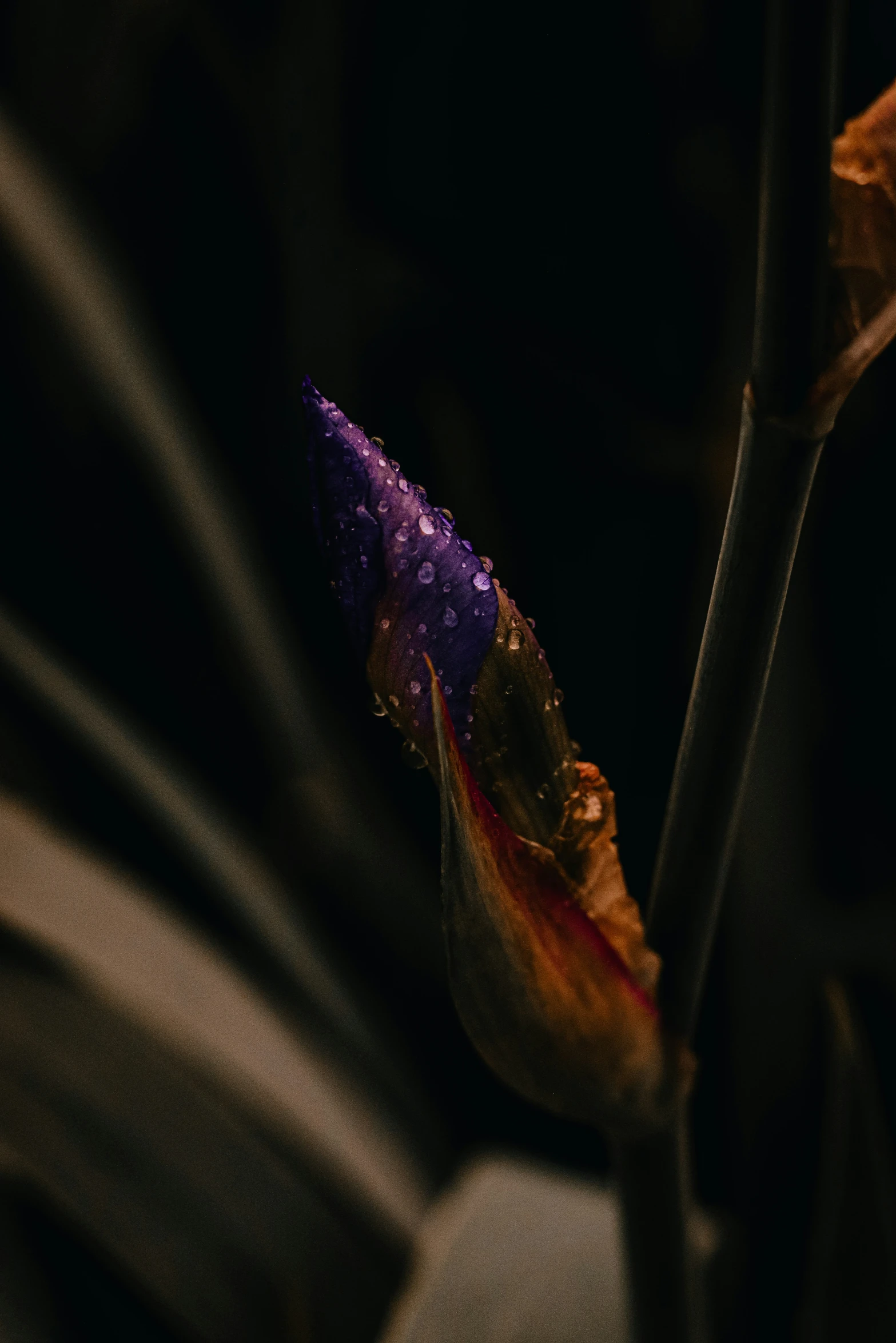 an unusual plant in flower that is purple and green