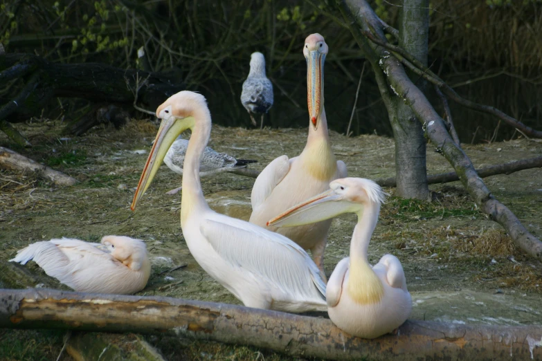 four pelicans with their beaks spread out on the ground