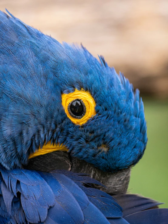 a blue bird with a yellow and green beak