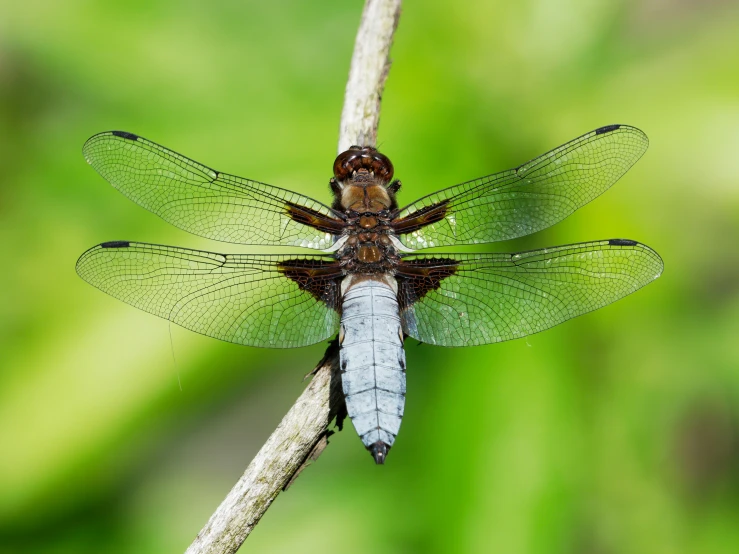 a large dragonfly on a twig outside