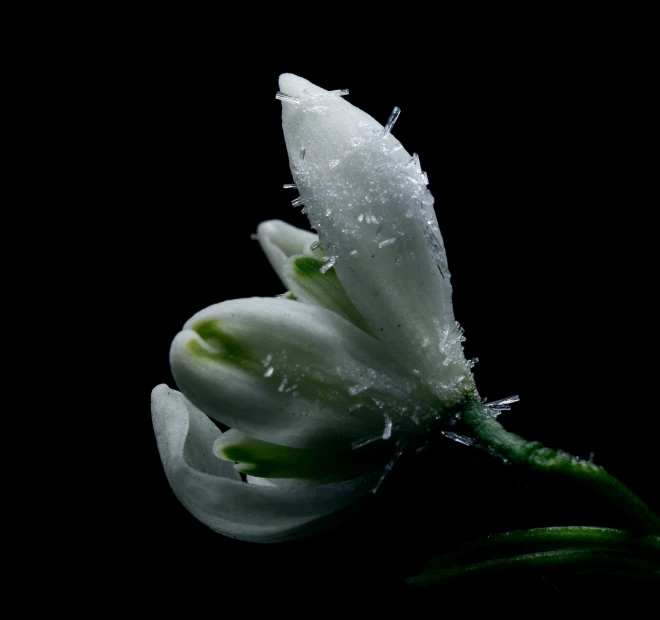 flower bud in a dark, isolated po