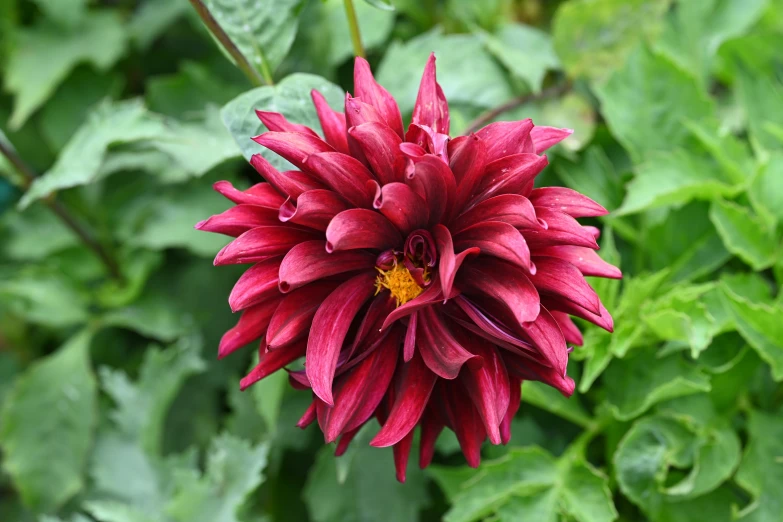 a large red flower sits amongst many green plants