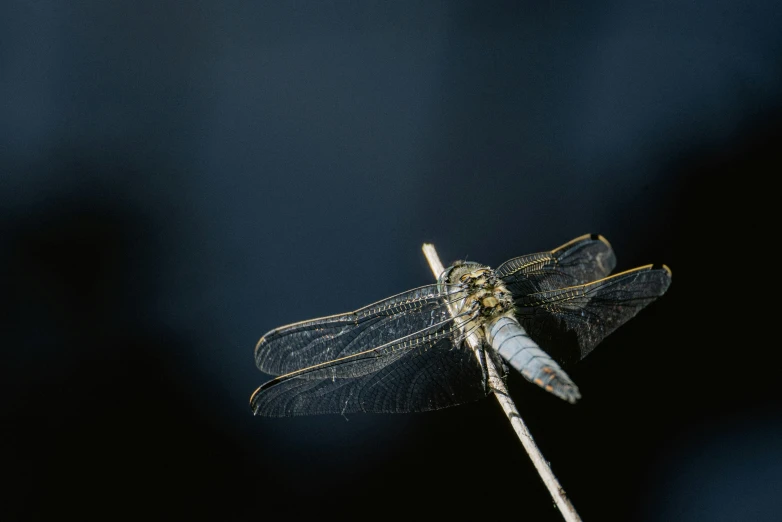 the large dragonfly is flying low to the ground