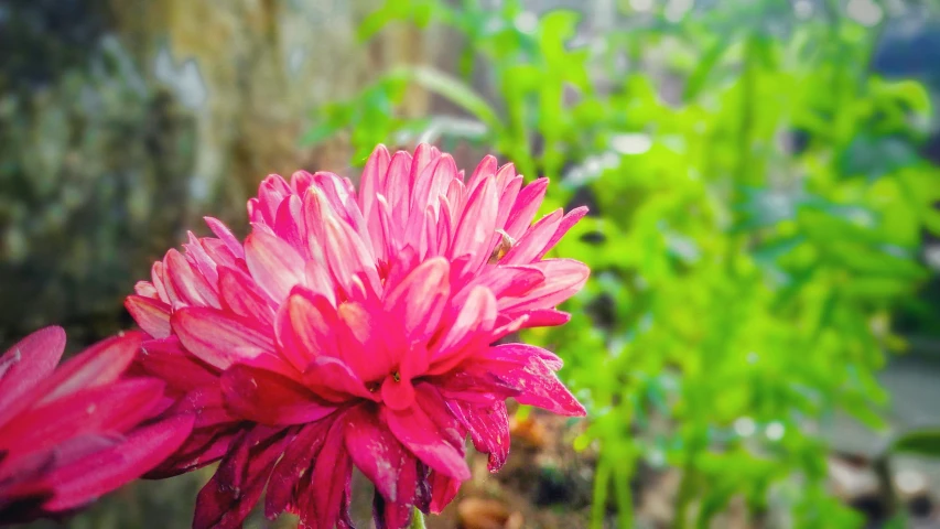 a close up of a very pretty flower with green leaves