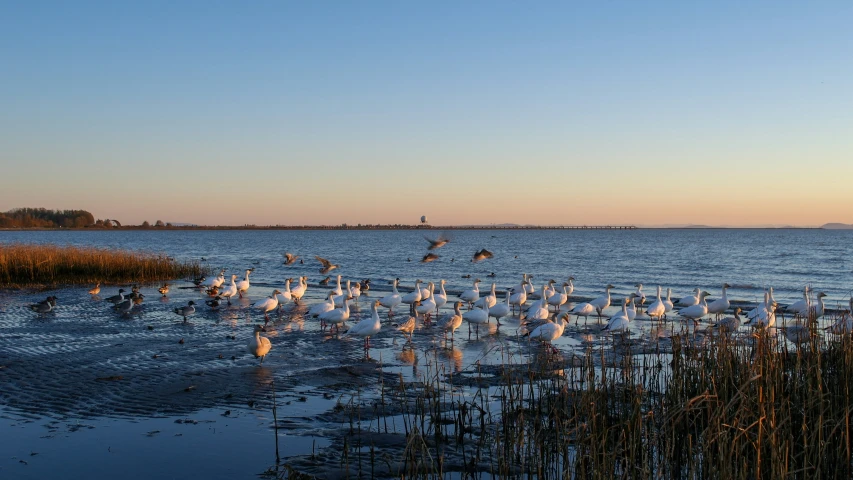 some seagulls and some ducks in the water