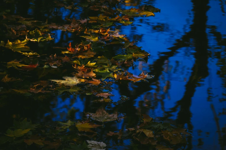 a leafy tree reflecting in water with other leaves on it