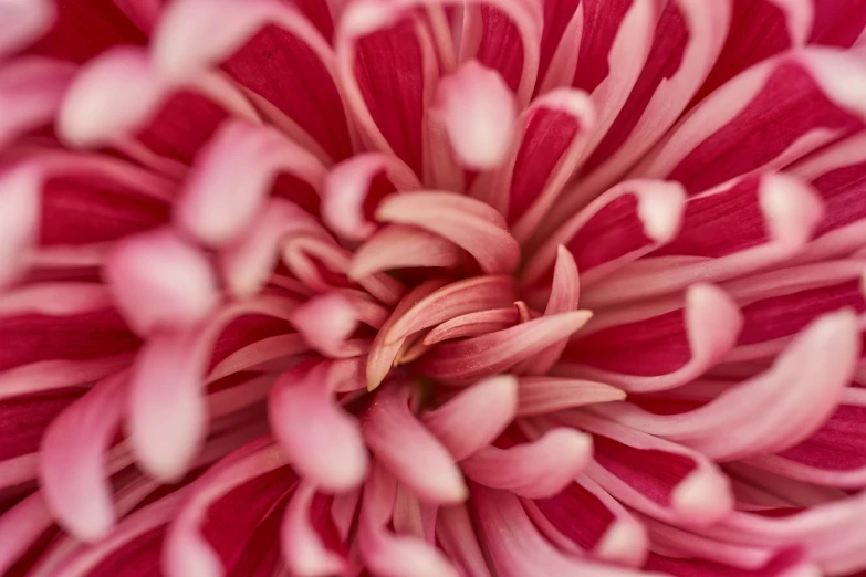 close up of an interesting pink flower