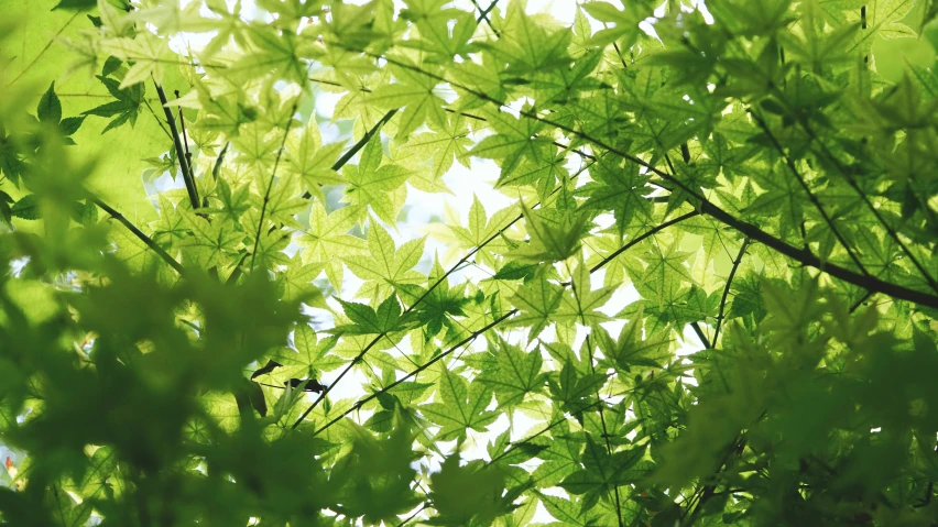 sunlight shines through green leaves in the forest