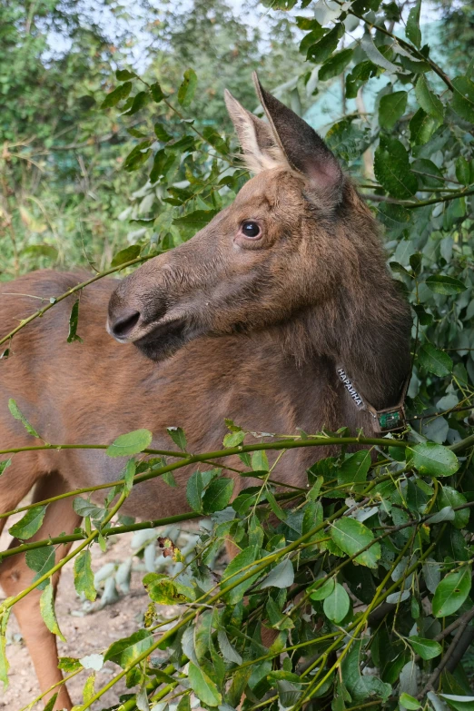 a close up of a very cute brown horse near some leaves