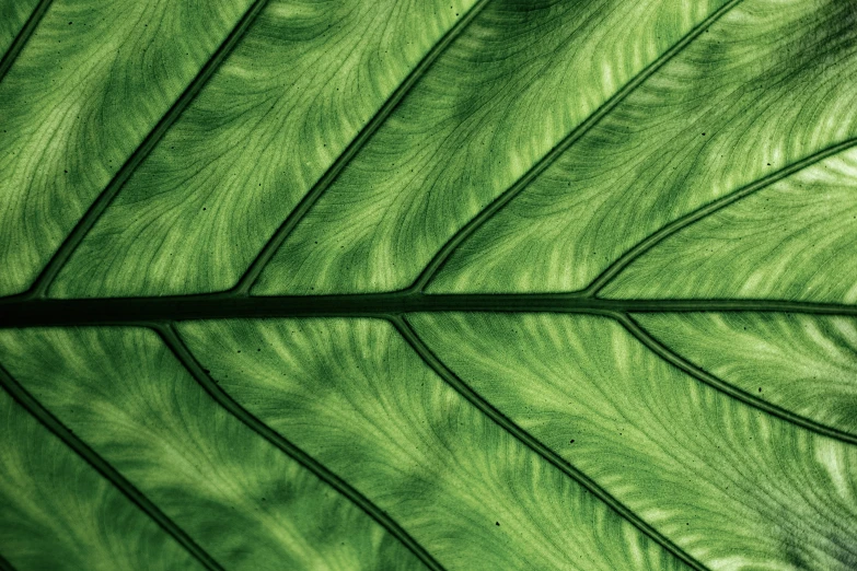 the back side of a leaf with its top part visible