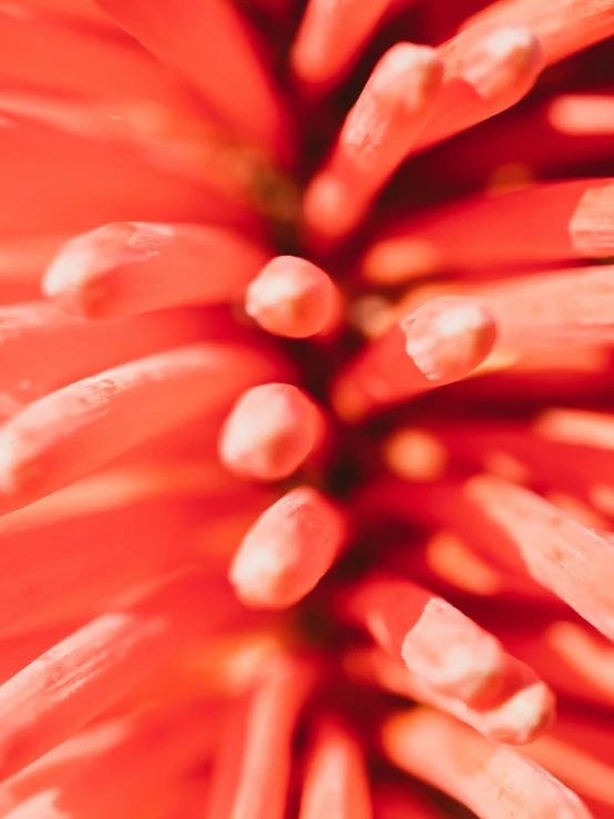 the back of a red flower that has buds and green tips