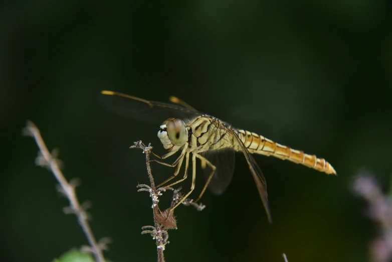 the large insect is standing on a small plant