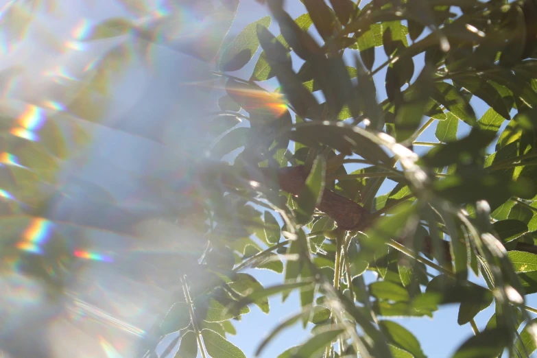 the sun shining through leaves on a tree