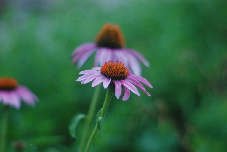 pink flowers are displayed in front of green grass