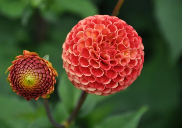 a close up view of some red and yellow flowers