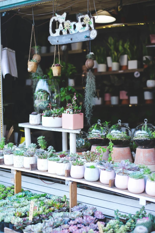 a garden shop that has some plants on display