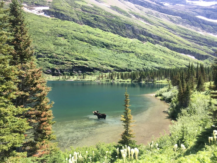 the bear is wading in the lake surrounded by pine trees