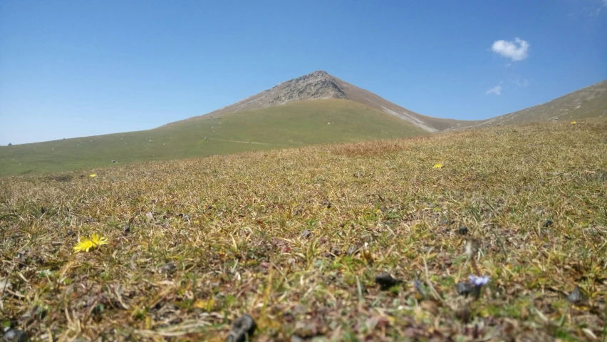 a small yellow flower on top of a grassy hill