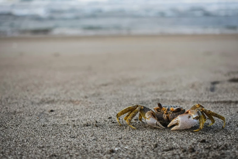 a crab crawls in the sand and stares straight ahead