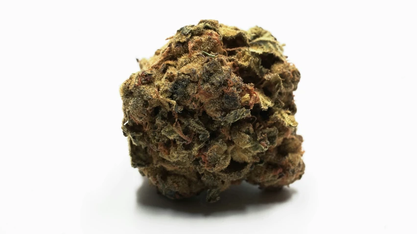 a dried cannabis flower on a white surface