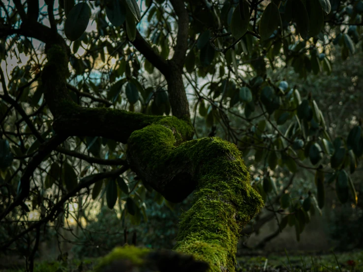 moss covered trunk in the shape of a heart in a tree