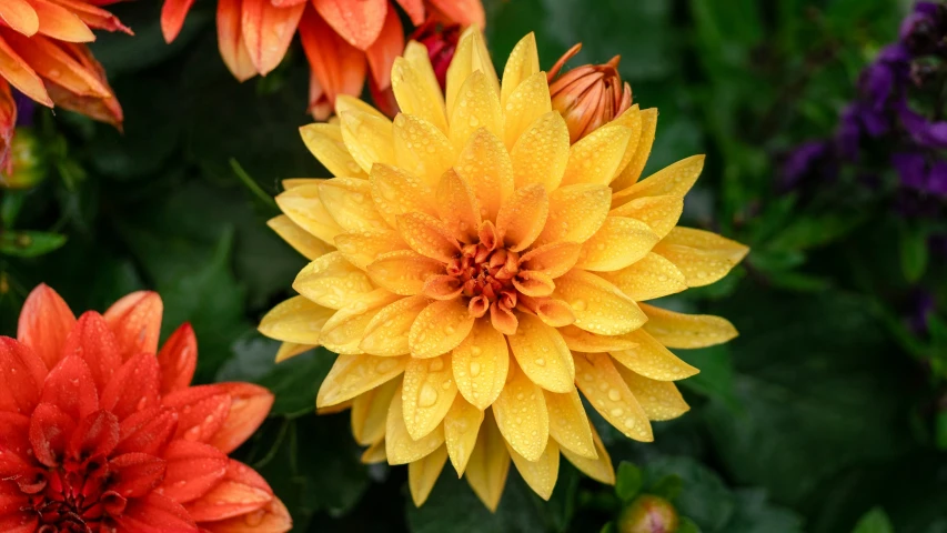 an arrangement of orange and yellow flowers in various colors