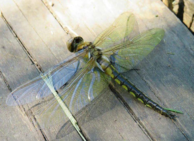 the blue dragonfly has large wings and large legs