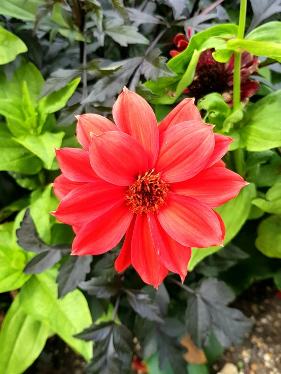 a bright red flower sits in the middle of a garden