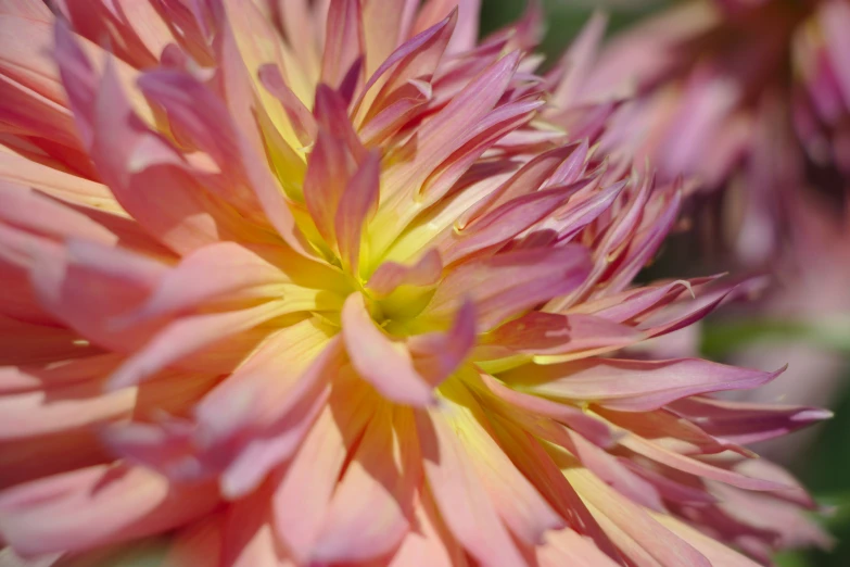 the center of a large pink flower with green leaves