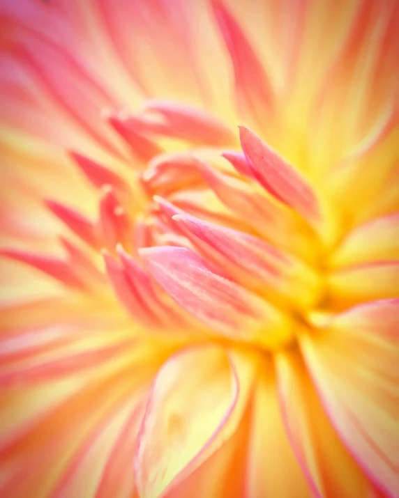 the petals of a large pink flower