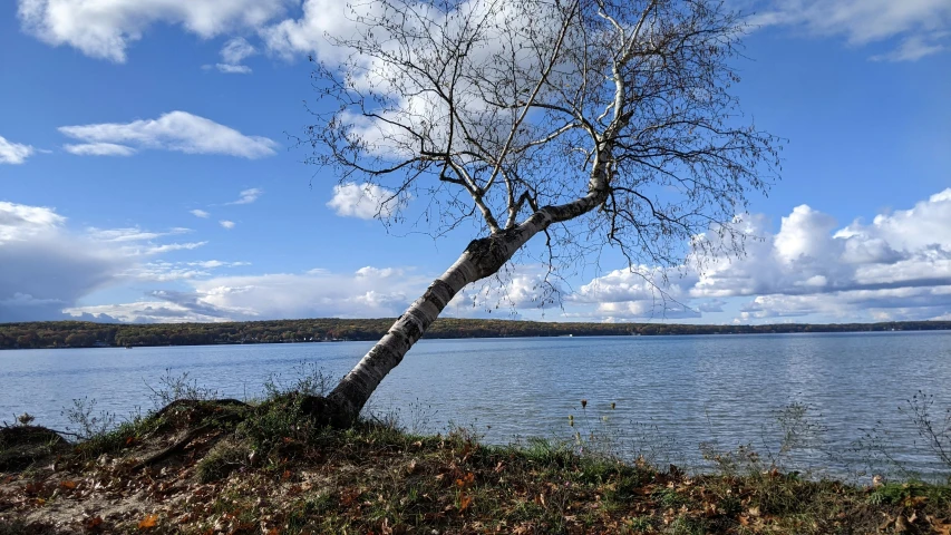 a tree leaning in the grass near a body of water