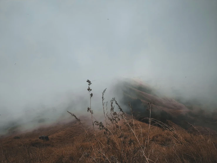 a foggy sky and some bushes near the ground