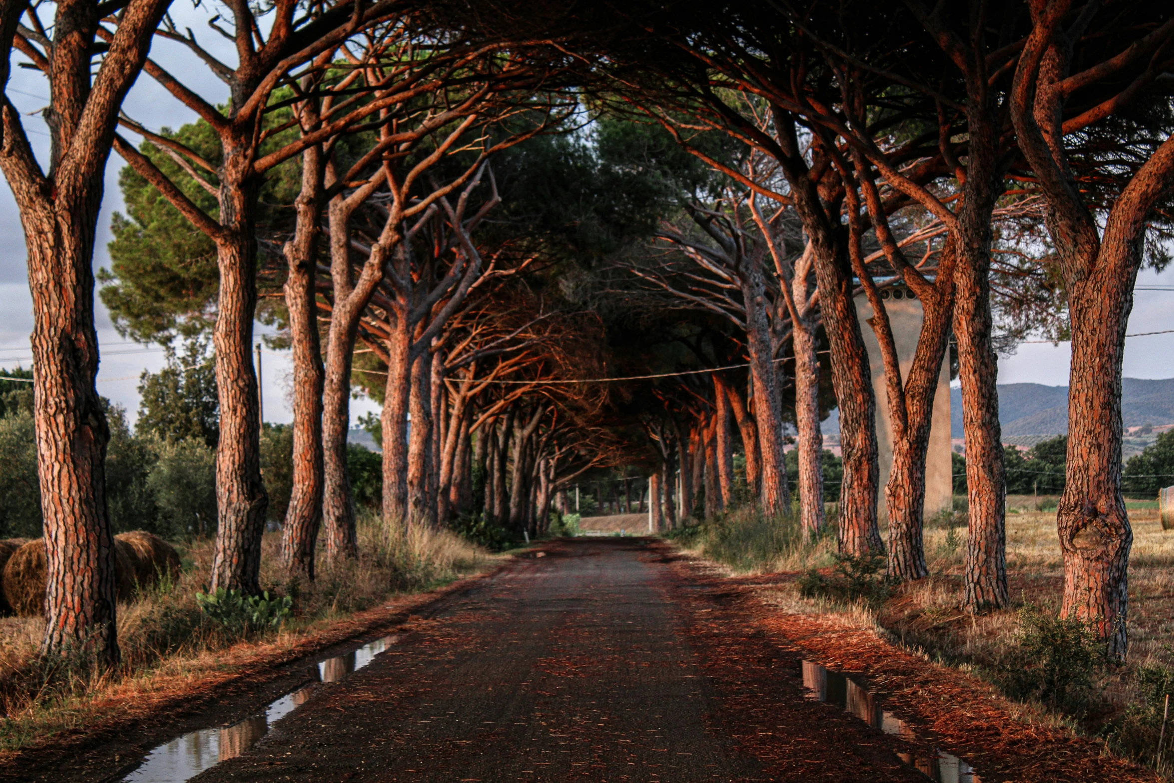 a road between several trees lined with leaves