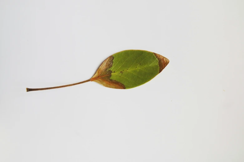 an old leaf on top of another leaf in the sky