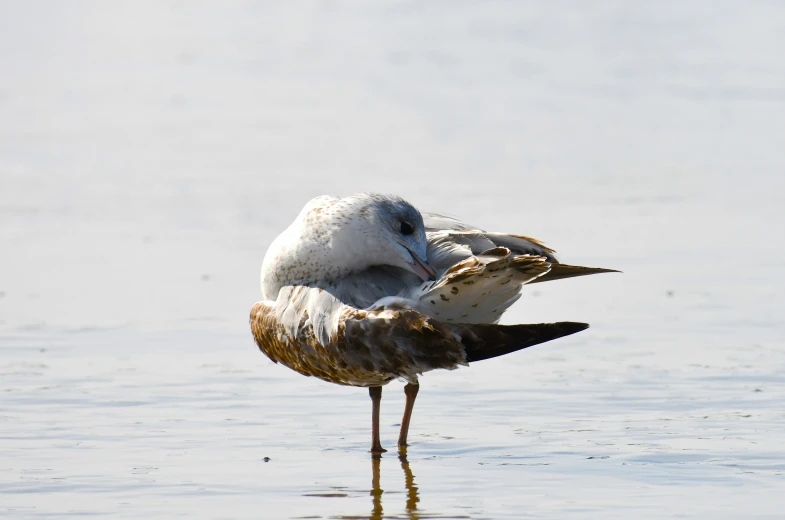 two birds that are standing in the water