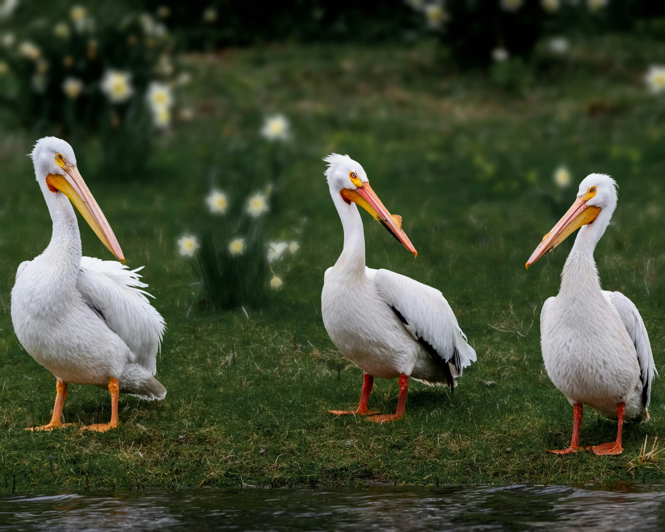 the three pelicans are white with long beaks