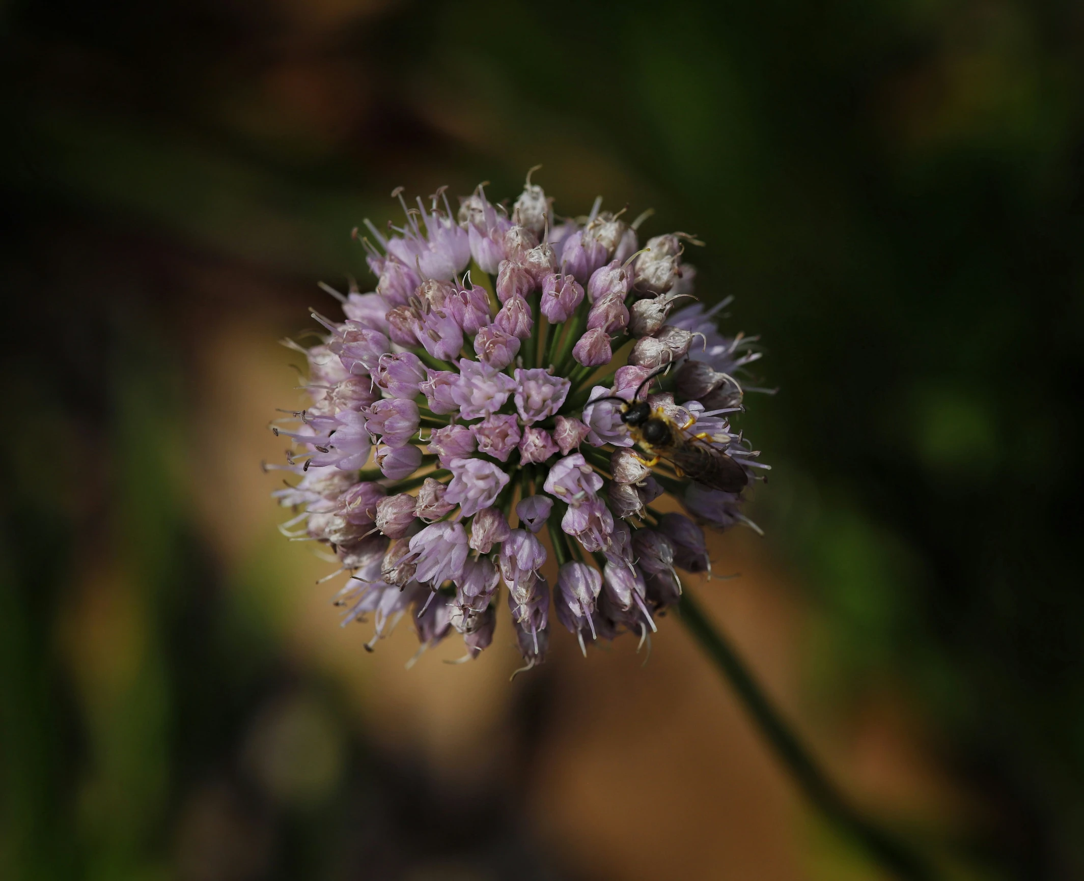 the close up s shows some very small purple flowers