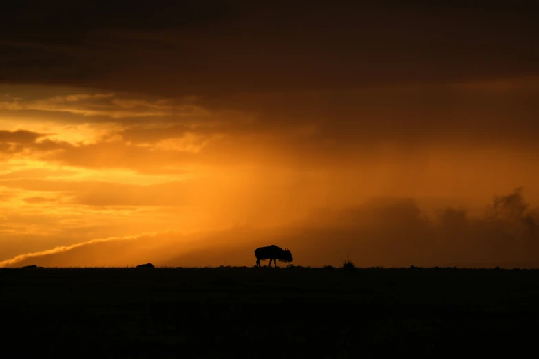 two horses standing in the distance as the sun sets