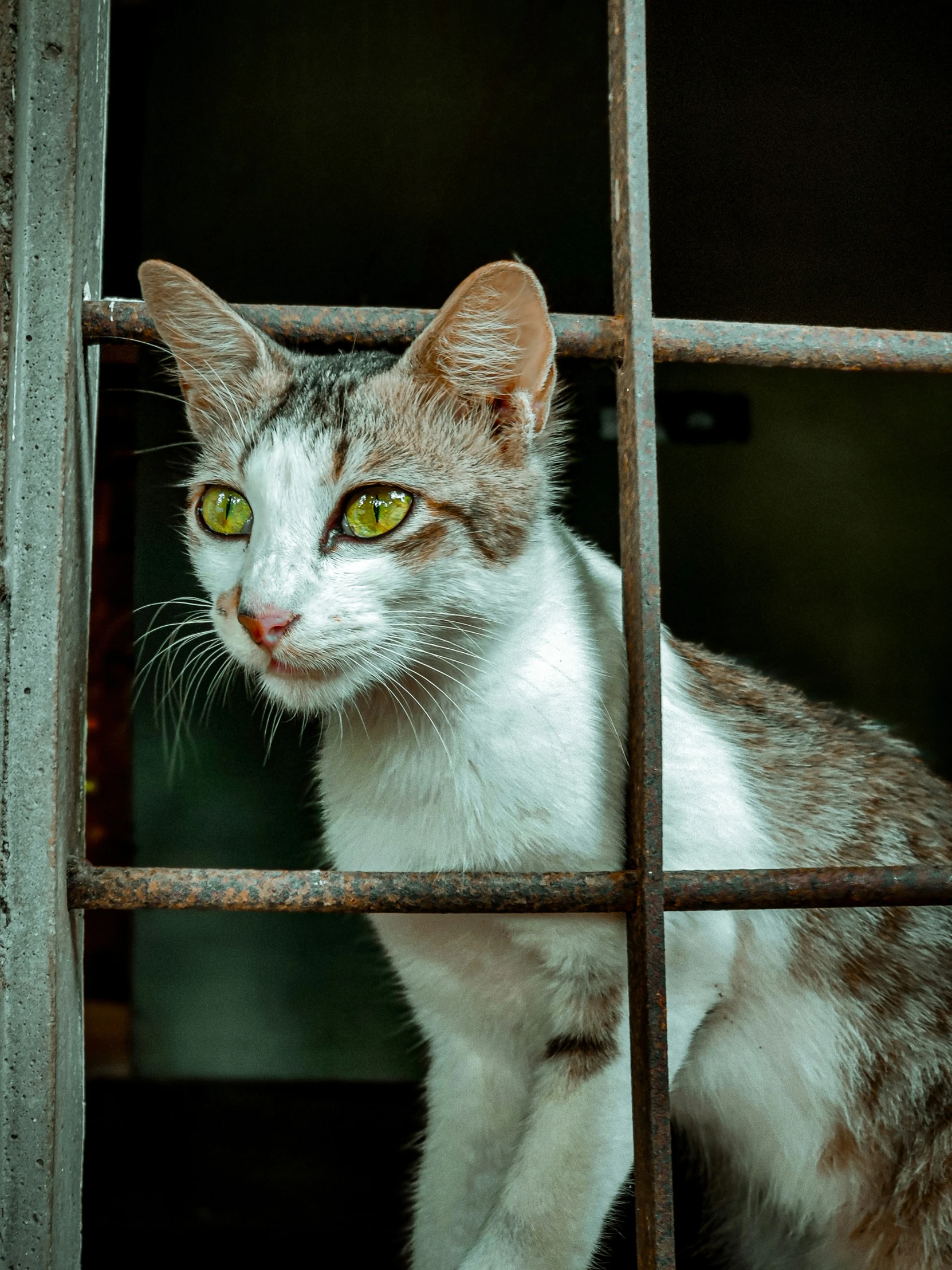 a cat looking out of a metal cage