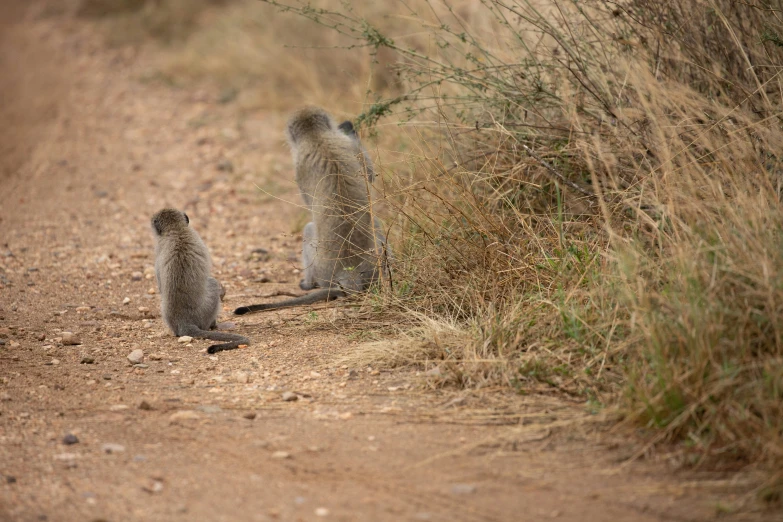 two monkeys looking at each other on a dirt road