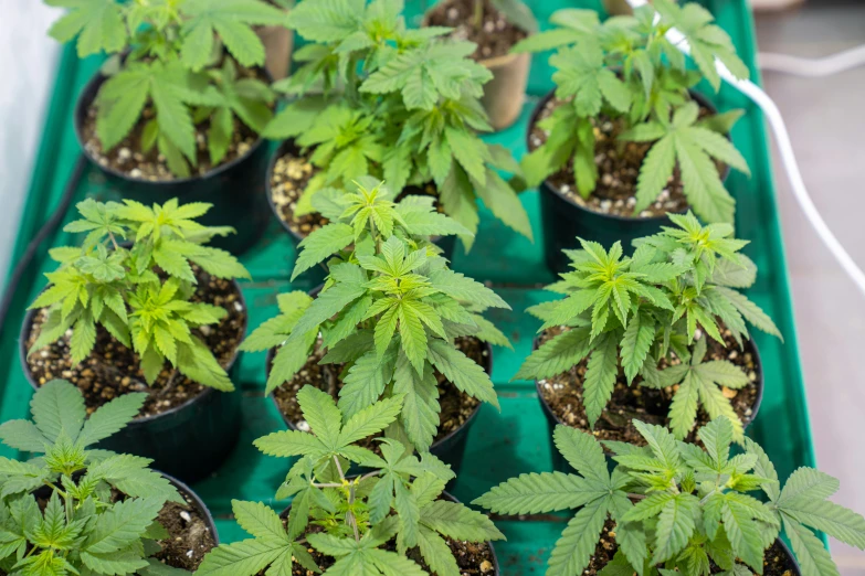 several potted marijuana plants on display in greenhouse