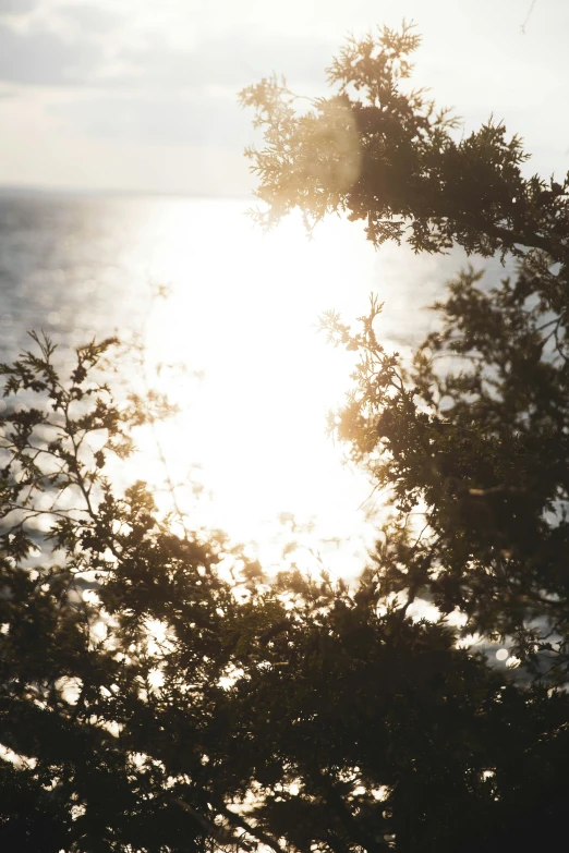 the sun shining through tree nches overlooking the water