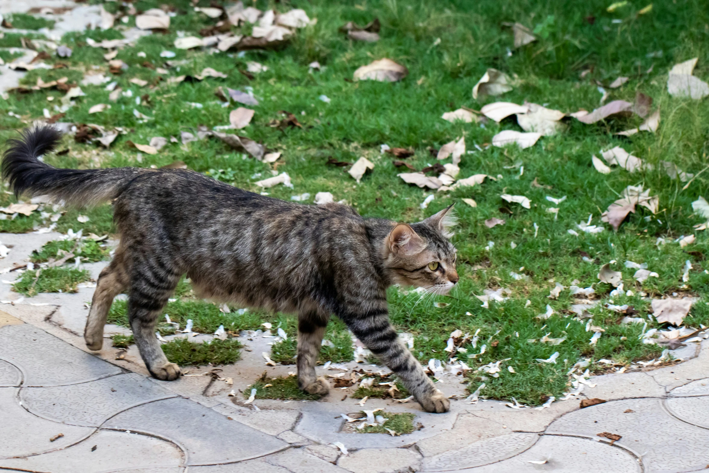 cat walking in grass area with leaves scattered all over it