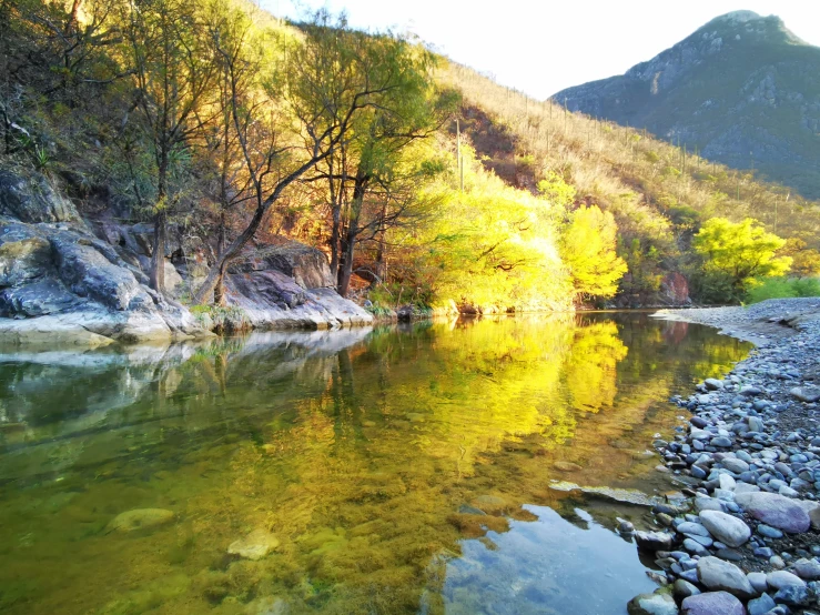 a river with clear water and some trees near by