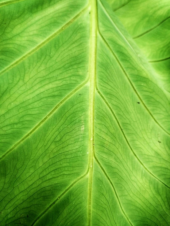 the leaves are bright green with many small spots