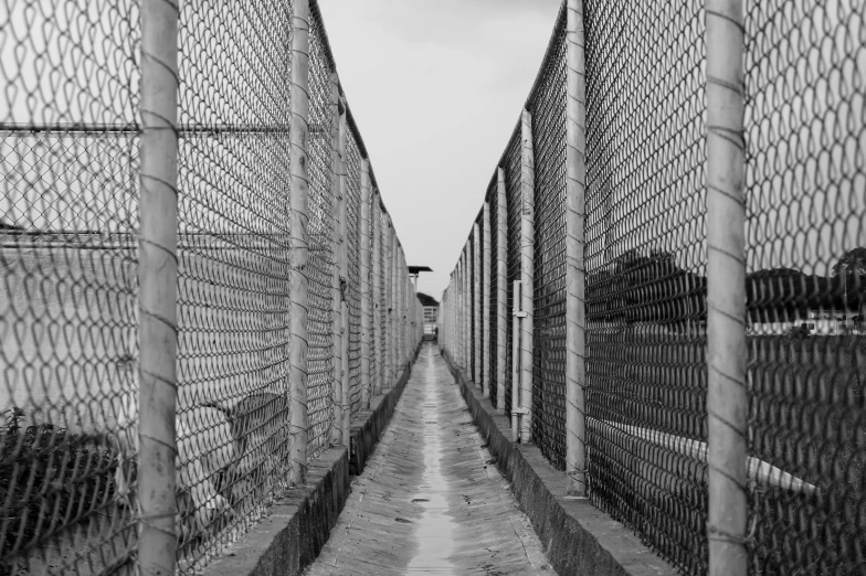 a walkway next to several barbed wire fences with a cow on it